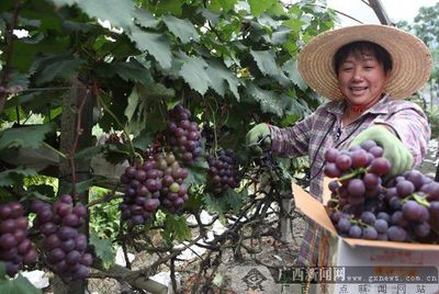 農(nóng)行助力“南方吐魯番”溶江鎮(zhèn)喜獲葡萄大豐收，科技與農(nóng)業(yè)融合共譜鄉(xiāng)村振興新篇
